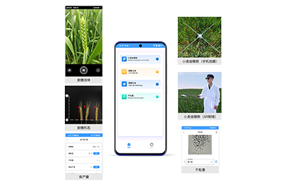 虹口区小麦亩穗数分析仪IN-XM02